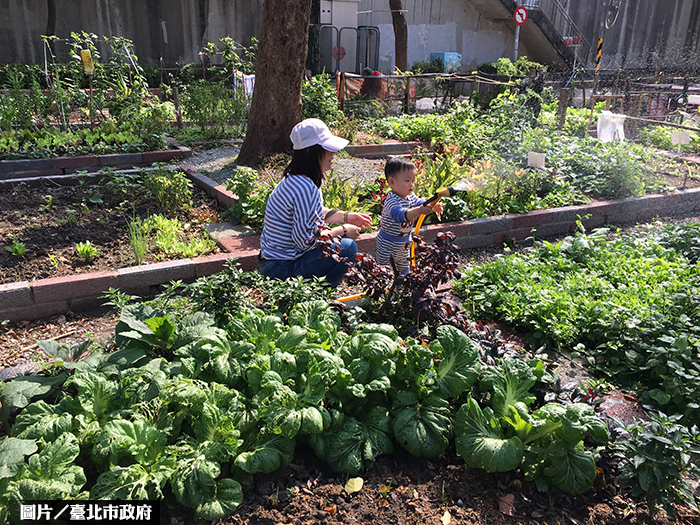城市農夫 民生社區空地變田園